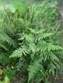 Dryopteridaceae-Dryopteris-filix-mas-Fougere-male.jpg