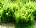 Matteuccia struthiopteris, Onoclea struthiopteris