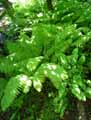 Dryopteridaceae-Matteuccia-struthiopteris-Onoclea-struthiopteris-Fougere-Allemande-Fougere-plume-d-Autruche.jpg