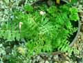 Nephrodium molle