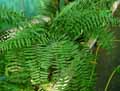 Nephrolepis biserrata