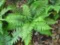 Polystichum polyblepharum