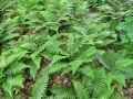 Dryopteridaceae-Polystichum-polyblepharum-Aspidie-du-Japon-Patte-d-ours-9309.jpg