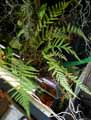 Dryopteridaceae-Polystichum-setiferum-Polystic-a-soies.jpg