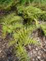 Dryopteridaceae-Polystichum-tsussimense-Polystic-de-Tsusima-9311.jpg