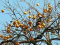 Diospyros kaki