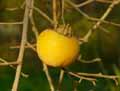 Diospyros kaki