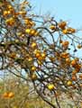 Diospyros kaki