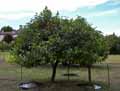 Diospyros kaki