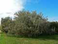 Elaeagnus angustifolia
