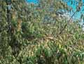 Elaeagnus angustifolia