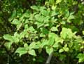Elaeagnus umbellata Parviflora