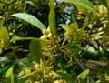 Elaeagnus umbellata Parviflora