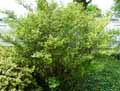 Elaeagnus umbellata Parviflora