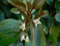 Elaeagnus x Ebbingei