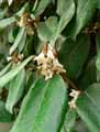 Elaeagnus x Ebbingei