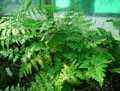 Rumohra adiantiformis