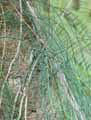 Ephedra campylopoda