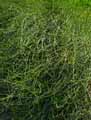 Ephedra chilensis