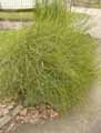 Ephedra chilensis