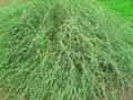 Ephedra chilensis