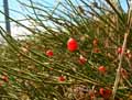 Ephedra distachya