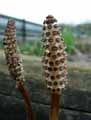 Equisetum arvense