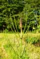 Equisetum palustre