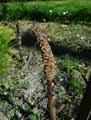 Equisetum telmateia