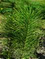 Equisetum telmateia