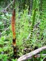 Equisetum telmateia