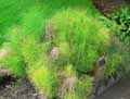 Equisetum telmateia