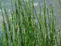 Equisetum variegatum