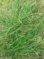 Equisetum variegatum