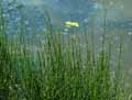 Equisetum variegatum