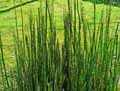 Equisetum x Ferrissii