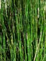 Equisetum x Ferrissii