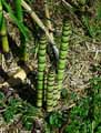 Equisetum x Ferrissii