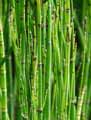 Equisetum x Ferrissii