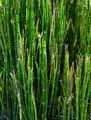 Equisetum x Ferrissii