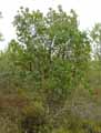 Arbutus unedo