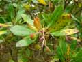 Arbutus unedo