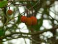 Arbutus unedo