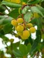 Arbutus unedo