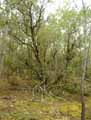 Arbutus unedo