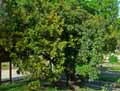 Ericaceae-Arbutus-unedo-Arbousier-Arbre-aux-fraises-Fraisier-en-arbre.jpg