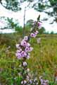Calluna vulgaris