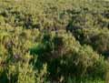 Calluna vulgaris
