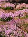 Calluna vulgaris