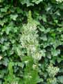 Ericaceae-Erica-arborea-Bruyere-arborescente-Bruyere-blanche-Bruyere-en-arbre.jpg